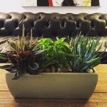 Seacliff Florist - Lovely succulents from Seacliff Florist - Florists Near Me - Huntington Beach, California Seacliff Florist - Lovely succulents from Seacliff Florist - Florists Near Me - Huntington Beach, California