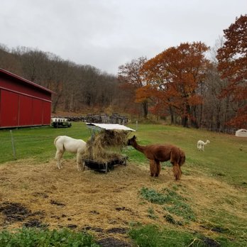 Ioka Valley Farm - Alpacas - Christmas Trees Near Me - Hancock, Massachusetts