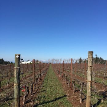 Alloro Vineyard - New vines growing - Wineries Near Me - Sherwood, Oregon Alloro Vineyard - New vines growing - Wineries Near Me - Sherwood, Oregon