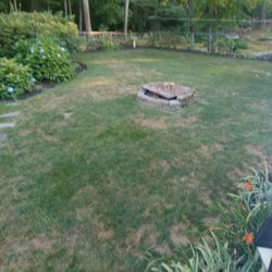 MissionGreen Services - Back side of yard where the technician never applied products.