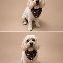 Happy Bay Paws - Doodle Summer Cut