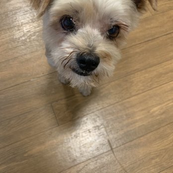 Pups N Such - Pet Groomers Near Me - King City, California Pups N Such - Pet Groomers Near Me - King City, California