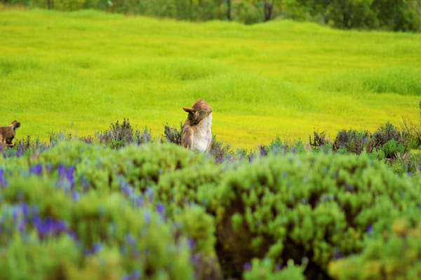 Kooroomba Vineyards and Lavender Farm. by null