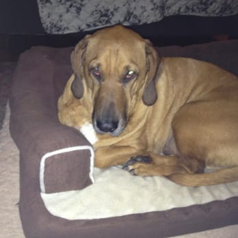 Caudle Veterinary Clinic - Sweepy time for baby buttons!! - Veterinarians Near Me - Nashville, Tennessee Caudle Veterinary Clinic - Sweepy time for baby buttons!! - Veterinarians Near Me - Nashville, Tennessee