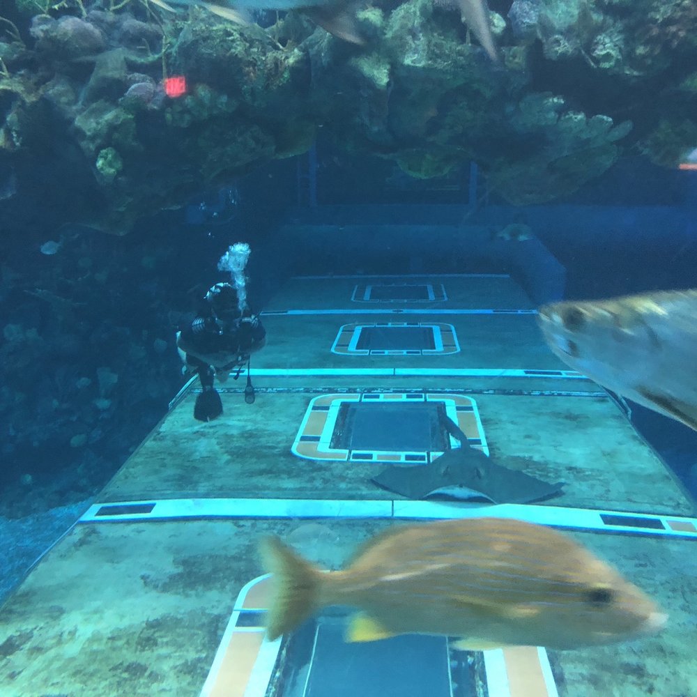 Epcot Dive Quest - Fishes - Aquariums Near Me - Lake Buena Vista, Florida Epcot Dive Quest - Fishes - Aquariums Near Me - Lake Buena Vista, Florida
