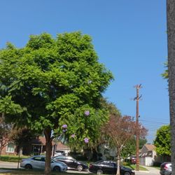 Smith Park