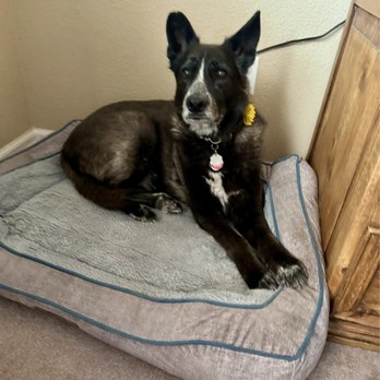Mandalay Bond Pet Services - Sylvia - Dog Walkers Near Me Mandalay Bond Pet Services - Sylvia - Dog Walkers Near Me