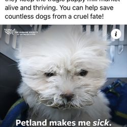 Petland San Antonio Vineyard - Petland is tied to puppy mills, dogs living in deplorable conditions without proper nutrition or medical care. Don't shop here!