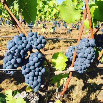 Trinity Vineyards - a bunch of grapes on the vine - Wine Tasting Room Near Me - Salem, Oregon