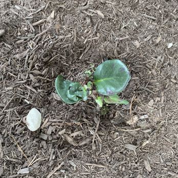 Madison Earth Care - a green plant sprouting out of the ground - Landscaping Near Me - Madison, Connecticut Madison Earth Care - a green plant sprouting out of the ground - Landscaping Near Me - Madison, Connecticut