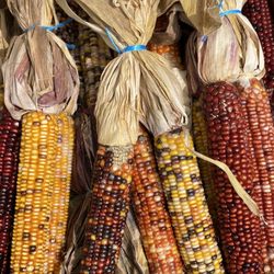 Riverside Farm Market - Indian Corn