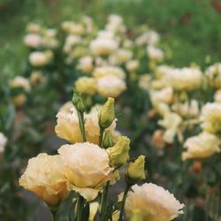 Lilylee's Florist