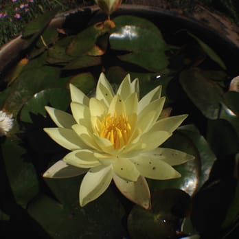 Wat Mongkolratanaram - Thai Near Me - Berkeley, California Wat Mongkolratanaram - Thai Near Me - Berkeley, California