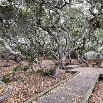 Los Osos Elfin Forest - Parks Near Me