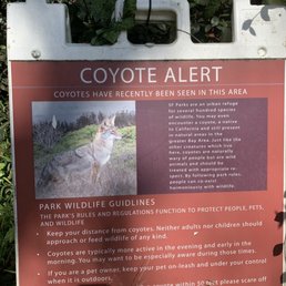 Coyote alert