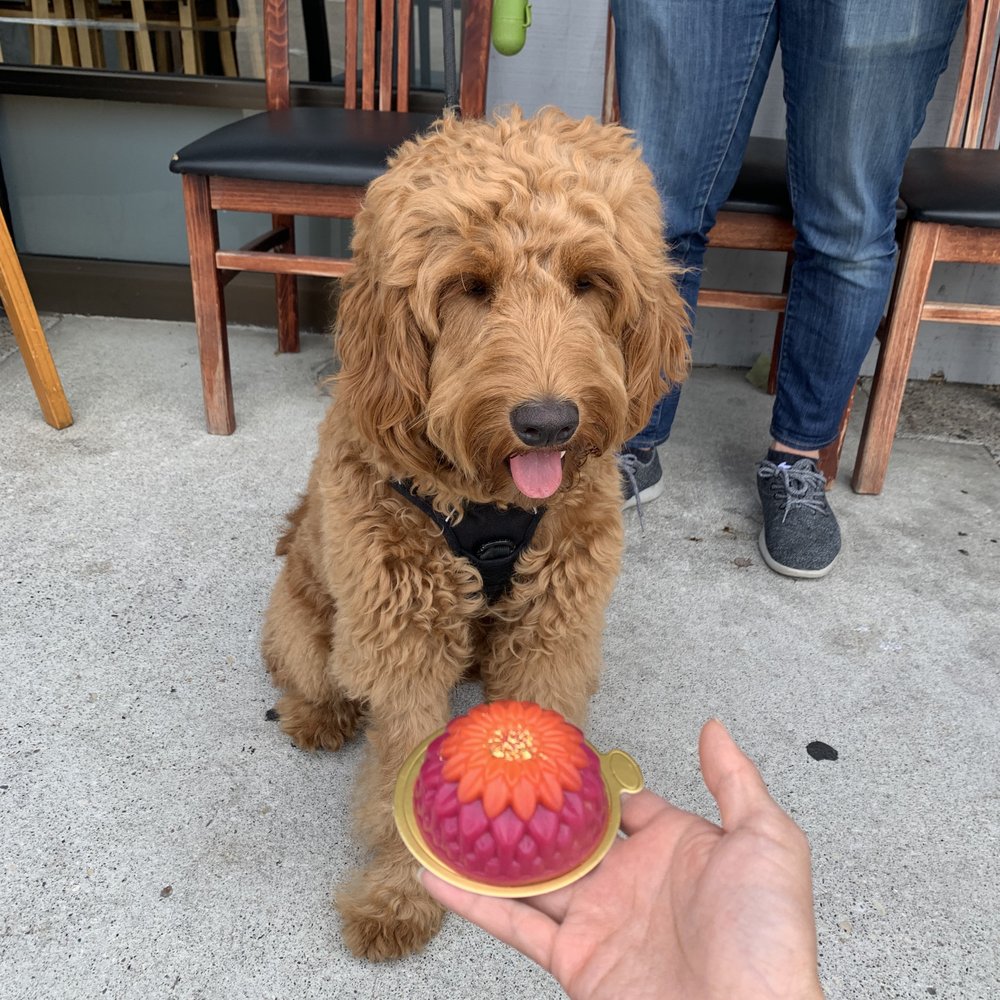 Mishka - Such a beautiful cake! - Pet Stores Near Me - San Francisco, California Mishka - Such a beautiful cake! - Pet Stores Near Me - San Francisco, California