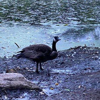 Oakland Lake - Canada goose posing for the camera - Lakes Near Me - Oakland Gardens, New York Oakland Lake - Canada goose posing for the camera - Lakes Near Me - Oakland Gardens, New York