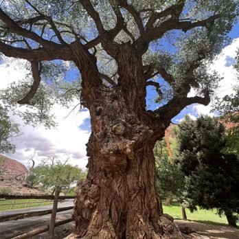 Capitol Reef National Park - Cottonwood Tree - Parks Near Me - Fruita, Utah