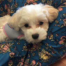 Nikki's Knots - Miss Coco LaFleur, our shop puppy.
