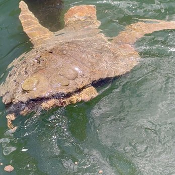 The Turtle Hospital - Veterinarians Near Me - Marathon, Florida
