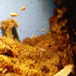 Zee Aquarium - Unter Wasser