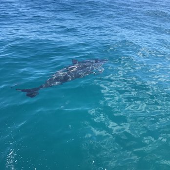 Na Pali Pirates - So many dolphins! You could almost touch them. - Boat Tours Near Me