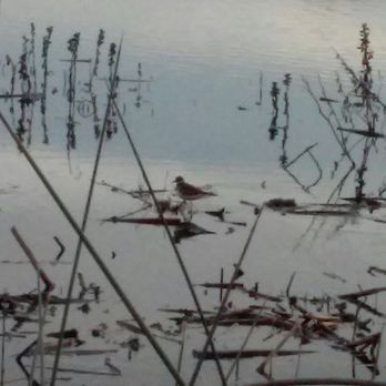 Cosumnes River Preserve - Parks Near Me - Galt, California