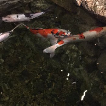 Matiscape - two koi fish swimming in a pond - Landscaping Near Me