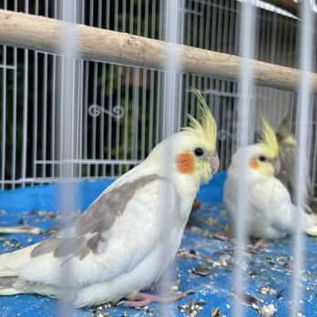 Joe's Cockatiels - Pet Breeders Near Me - Anaheim, California Joe's Cockatiels - Pet Breeders Near Me - Anaheim, California