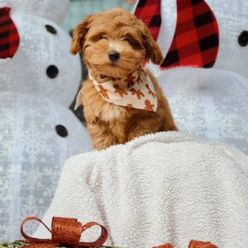 California Goldendoodle - Noodle the Doodle @doodsendsnoodz - Pet Breeders Near Me California Goldendoodle - Noodle the Doodle @doodsendsnoodz - Pet Breeders Near Me