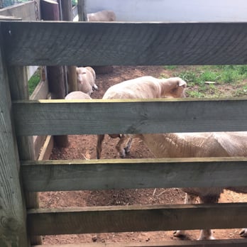 James Monroe's Highland - Sheep on the farm - Landmarks & Historical Buildings Near Me - Charlottesville, Virginia