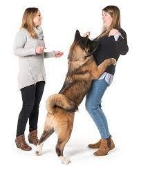 ABC Training Kennels - pet boarding facility in Papillion, NE