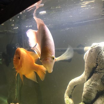 Gateway Aquatics - Local Fish Stores Near Me - Saint Louis, Missouri