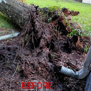 PF Junk Removal - Bottom of tree where it fell - Junk Removal & Hauling Near Me PF Junk Removal - Bottom of tree where it fell - Junk Removal & Hauling Near Me