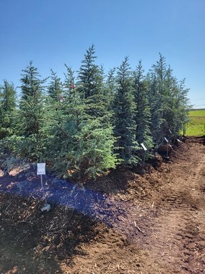 Arboriculture - Want to add some greenery to your backyard with trees? Want more privacy? We can help!