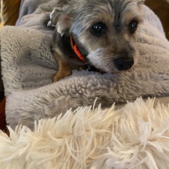 Perfect Pawz - Pet Groomers Near Me - Burien, Washington