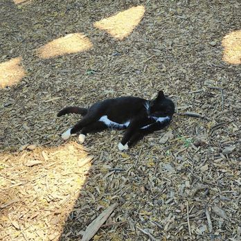 V Sattui Winery - Farm tuxedo cat - Wineries Near Me - Saint Helena, California V Sattui Winery - Farm tuxedo cat - Wineries Near Me - Saint Helena, California