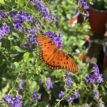 DRIFTWOOD GARDEN CENTER & FLORIST - Updated September 2026 - 36