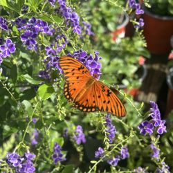 Driftwood Garden Center & Florist - Butterfly plants
