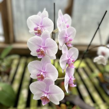 Chadwick & Son Orchids - Nurseries & Gardening Near Me - Powhatan, Virginia Chadwick & Son Orchids - Nurseries & Gardening Near Me - Powhatan, Virginia
