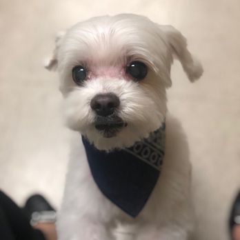 Puppy Style - Pet Groomers Near Me - Los Angeles, California