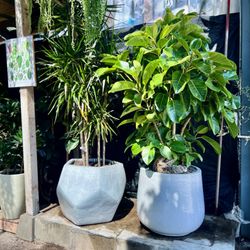 City Home & Garden - You can buy just plants ,or plants already in planters, or we, City Home & Garden can plant your chosen plant in the planter you select.