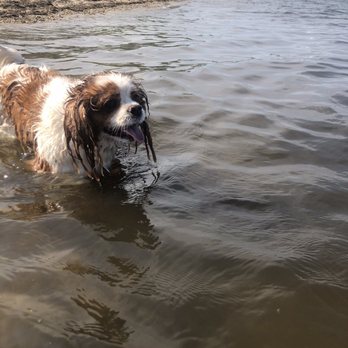 Mud Creek Dog Park - Dog Parks Near Me - East Patchogue, New York