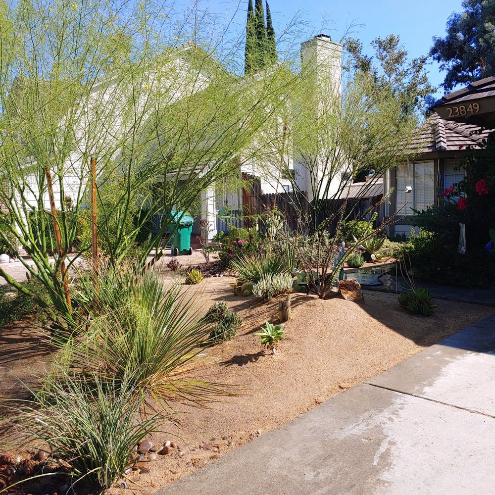 The Best Tree Guys - After - Tree Services Near Me - Perris, California The Best Tree Guys - After - Tree Services Near Me - Perris, California