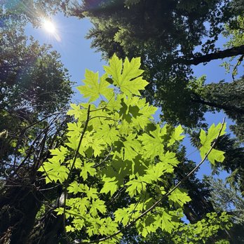 Snoqualmie Falls - Sunlight - Parks Near Me - Snoqualmie, Washington