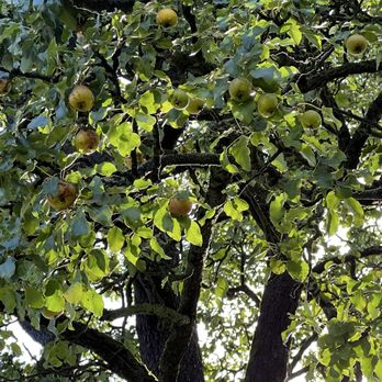 Akershus festning - Crab apple tree - Museums Near Me - Oslo, 03 Akershus festning - Crab apple tree - Museums Near Me - Oslo, 03