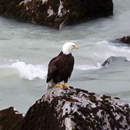 Saw an eagle while crossing a bridge.