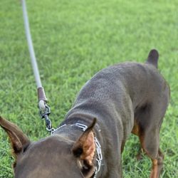 Challenge Accepted K9s and Solutions