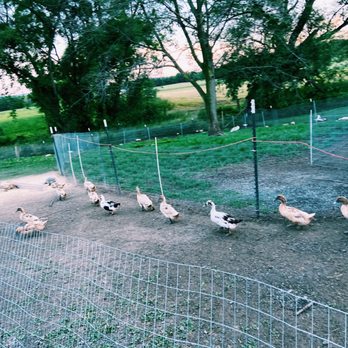 Spotted Duck - The ducks! - Ice Cream & Frozen Yogurt Near Me - Penn Yan, New York Spotted Duck - The ducks! - Ice Cream & Frozen Yogurt Near Me - Penn Yan, New York