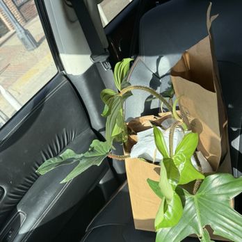 Fibonacci Plants - My new haul - Nurseries & Gardening Near Me - Dallas, Texas